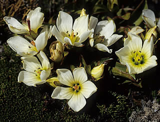 Gentiana amabilis photographed at the Old Man Range, Otago, South Island, New Zealand