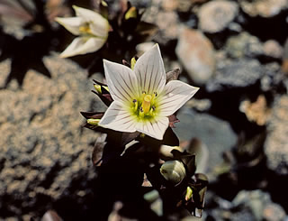 Gentiana bellidifolia photographed at Tongariro National Park, North Island, New Zealand