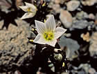 For more information on Gentiana bellidifolia, and a larger view 30K