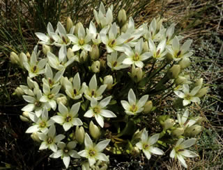 Gentiana matthewsii photographed at Gertrude Valley, Fiordland, South Island, New Zealand