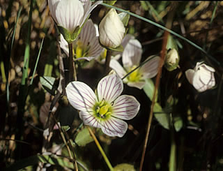 Gentiana patula photographed at Cobb Lake, Nelson Forest Park, South Island, New Zealand