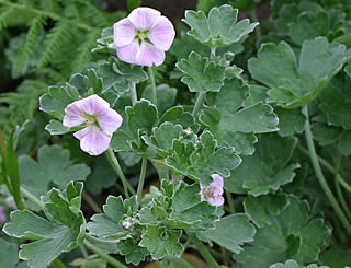 Geranium traversii photographed at Inverewe Gardens, Poolewe, Scotland, UK