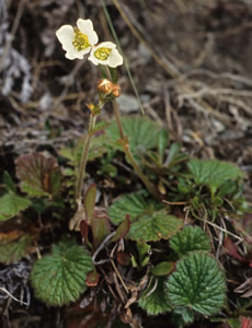 Geum parviflorum photographed at Mount St Patrick, St James Range, South Island, New Zealand