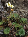 For more information on Geum parviflorum, and a larger view 30K