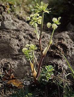 Gingidia montana photographed at Mount St Patrick, St James Range, South Island, New Zealand