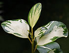 For more information on Griselinia littoralis ‘Brodick Gold’, and a larger view 30K