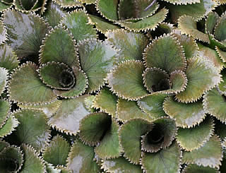 Gunnera hamiltonii photographed at Logan Botanic Garden, Stranraer, Scotland, UK