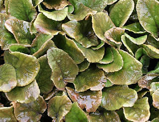 Gunnera prorepens photographed at Logan Botanic Garden, Stranraer, Scotland, UK