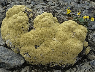 Haastia pulvinaris photographed at Blackbirch Peak, Awatere, South Island, New Zealand