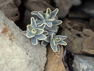 Haastia sinclairii photographed at Ohau Snow Fields, Twizel, South Island, New Zealand