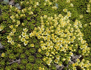 Hectorella caespitosa photographed at Old Man Range, Otago, South Island, New Zealand