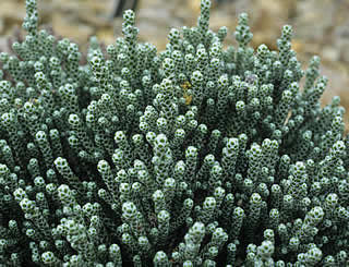 Helichrysum coralloides photographed at RHS Wisley Garden, Woking, Surrey, UK