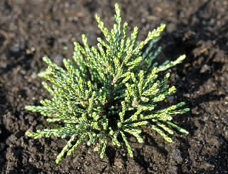 Helichrysum parvifolium photographed at a Macclesfield garden, Cheshire, UK