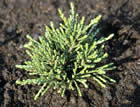 For more information on Helichrysum selago, and a larger view 30K