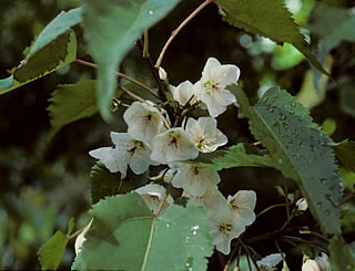 Hoheria glabrata photographed at Arthur’s Pass, South Island, New Zealand