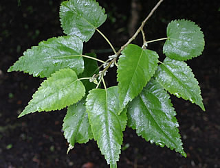 Hoheria lyallii photographed at Logan Botanic Garden, Stranraer, Scotland, UK