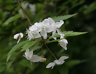 Hoheria sexstylosa photographed at a Hebe Society member’s garden, Cheshire, UK