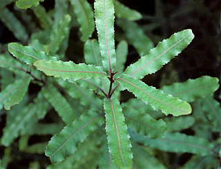 Knightia excelsa photographed at Eden Garden, Auckland, New Zealand