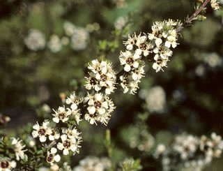 Kunzea ericoides photographed at Huka Falls, Taupo, North Island, New Zealand