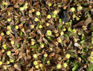 Leptinella potentillina photographed at the New Zealand Garden, Savill Garden, Windsor, UK