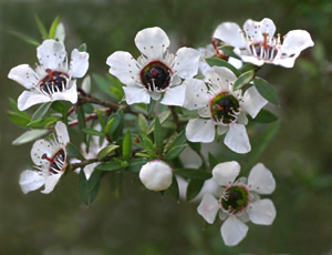 Leptospermum scoparium photographed at Logan Botanic Garden, Stranraer, Scotland, UK