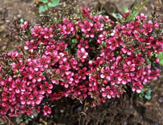 Leptospermum scoparium ‘Kiwi’ photographed at Nymans, Handcross, Sussex, UK