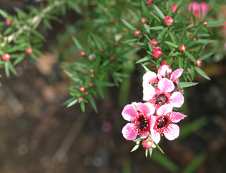 Leptospermum scoparium ‘Martinii’ photographed at Abbotsbury Gardens, Dorset, UK