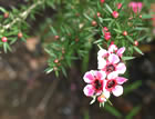 For more information on Leptospermum scoparium ‘Martinii’, and a larger view 30K