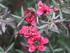 For more information on Leptospermum scoparium ‘Red Damask’, and a larger view 30K