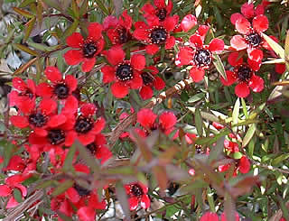 Leptospermum scoparium ‘Red Ensign’ photographed at Dobbies Garden Centre, Helensburgh, Scotland, UK