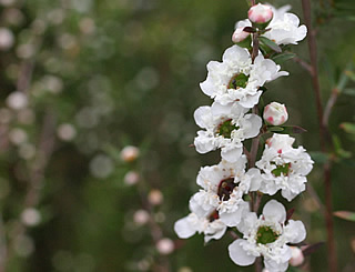 Leptospermum scoparium ‘Wiri Linda’ photographed at Burncoose Nurseries, Redruth, Cornwall, UK