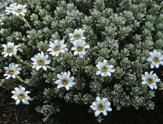 Leucogenes leontopodium photographed in a Scottish garden, UK