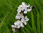 For more information on Libertia grandiflora, and a larger view 30K