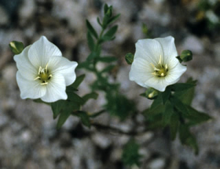 Linum monogynum photographed at a Hebe Society member’s garden, Cheshire, UK