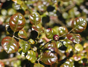 Lophomyrtus bullata photographed at Abbotsbury Gardens, Dorset, UK