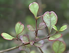 For more information on Lophomyrtus obcordata, and a larger view 30K