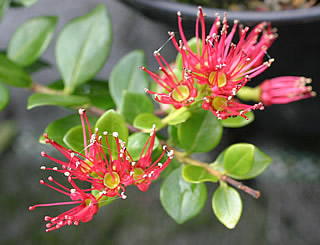 Metrosideros carminea photographed at Trevena Cross Nurseries, Helston, Cornwall, UK