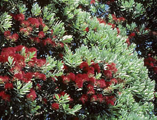 Metrosideros excelsa photographed at Urupukapuka, Bay of Islands, North Island, New Zealand