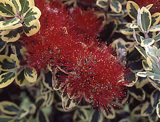 Metrosideros excelsa ‘Variegata’ photographed at Ellersley Racecourse, Auckland, North Island, New Zealand