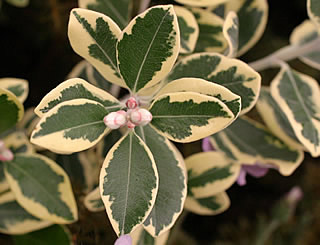 Metrosideros kermadecensis ‘Variegata’ photographed on the Burncoose Nurseries Stand at the 2004 RHS Tatton Show, Cheshire, UK