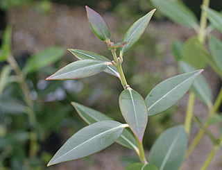 Metrosideros ‘Maungapiko’ photographed at Trevena Cross Nurseries, Helston, Cornwall, UK