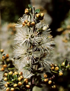 Metrosideros perforata photographed on a roadside, North Island, New Zealand