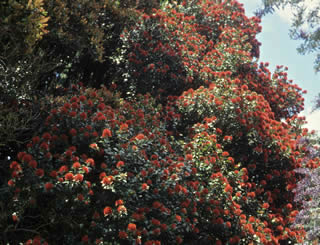 Metrosideros robusta photographed at Christchurch Botanic Gardens, South Island, New Zealand