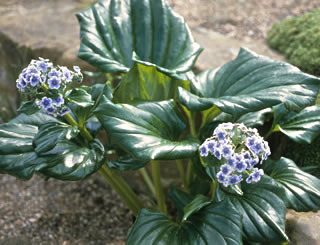 Myosotidium hortensia photographed at the Royal Botanic Garden, Kew, London, UK