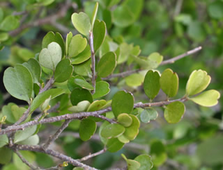 Myrsine divaricata photographed at Logan Botanic Garden, Stranraer, Scotland, UK