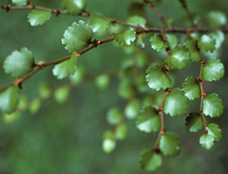 Nothofagus menziesii photographed at Lake Rotarua, Nelson Lakes, South Island, New Zealand