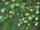 For more information on Nothofagus menziesii, and a larger view 30K