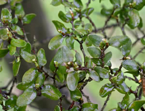 Nothofagus solandri photographed at Wakehurst Place, Ardingly, Sussex, UK