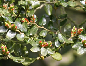 Nothofagus solandri var cliffortioides photographed at Wakehurst Place, Ardingly, Sussex, UK