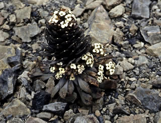 Notothlaspi rosulatum photographed at Mount St Patrick, St James Range, South Island, New Zealand